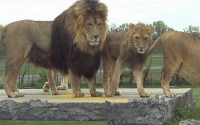 Переезд-экскурсия из Майами в Орландо с посещением cафари парка Lion Country (США, Орландо)