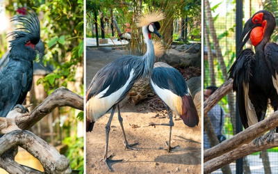 Экскурсия в Парк птиц Бали