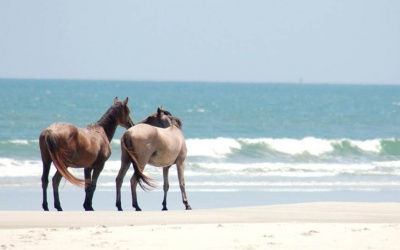 Private walk on horses on the Atlantic
