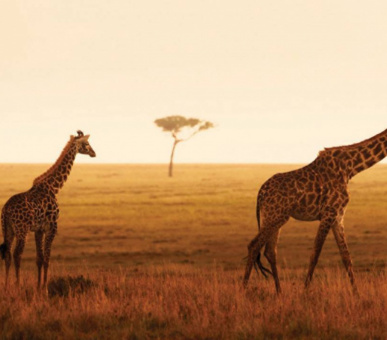 Photo Four Seasons Safari Lodge (Танзания, Национальный парк Серенгети) 16