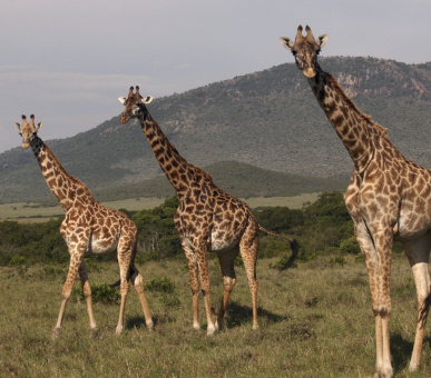 Photo Fairmont Mara Safari Club (Кения, Национальный заповедник Масаи Мара) 33