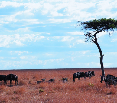 Photo Fairmont Mara Safari Club (Кения, Национальный заповедник Масаи Мара) 21