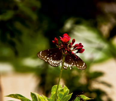 Фото Carnoustie Beach Resort  38