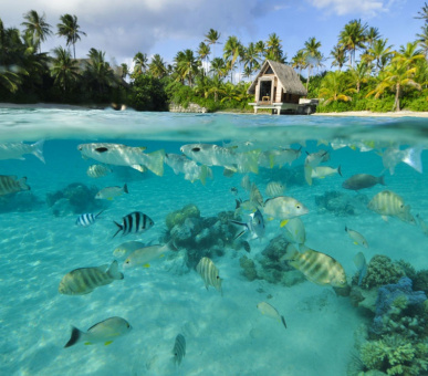 Фото InterContinental Thalasso - Spa Bora Bora (Французская Полинезия, о. Бора Бора) 45