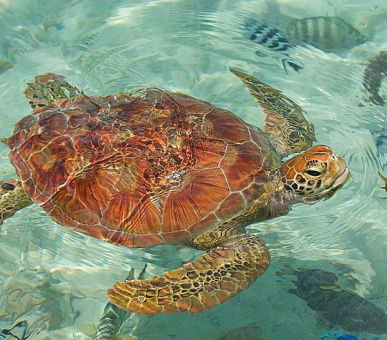 Фото Four Seasons Resort Bora Bora (Французская Полинезия, о. Бора Бора) 10