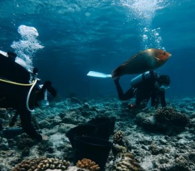 Картинка Soneva Fushi (, Мальдивские острова) 16 Фото Soneva Fushi (, Мальдивские острова) 16