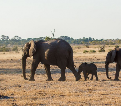 Фото Belmond Savute Elephant Lodge (Ботсвана, Дельта Окаванго и Парк Мореми) 4
