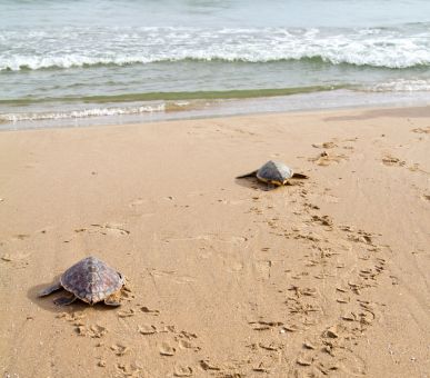 Photo Grecotel Creta Palace (Греция, о. Крит) 16
