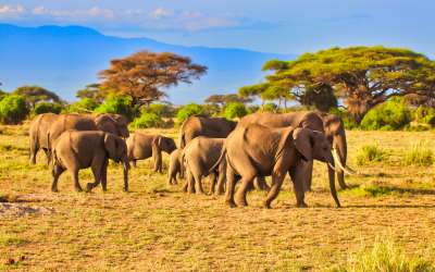 AFRICA. SEASONAL GUIDE