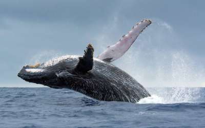 Whale Geography: The Best Places to See Whales