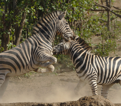 Travel through 5 South African countries Travel through 5 South African countries