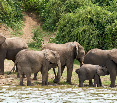 A Journey Through the Ugandan Jungle