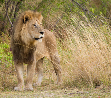 Victoria Falls & Botswana Safari