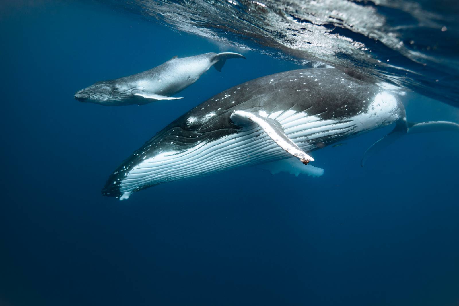 Whale Geography: The Best Places to See Whales