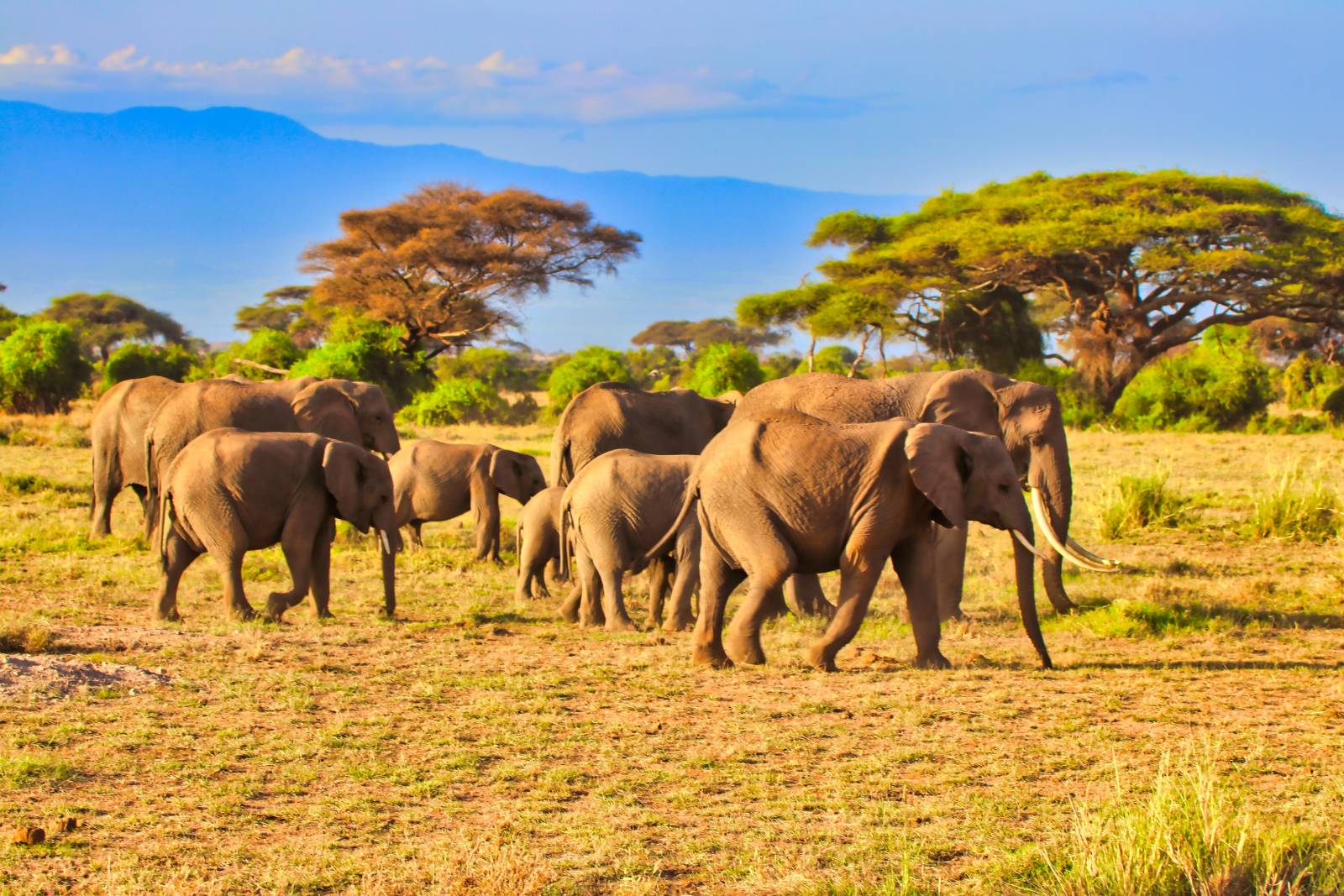 Africa: For Those Who Never Stop Discovering