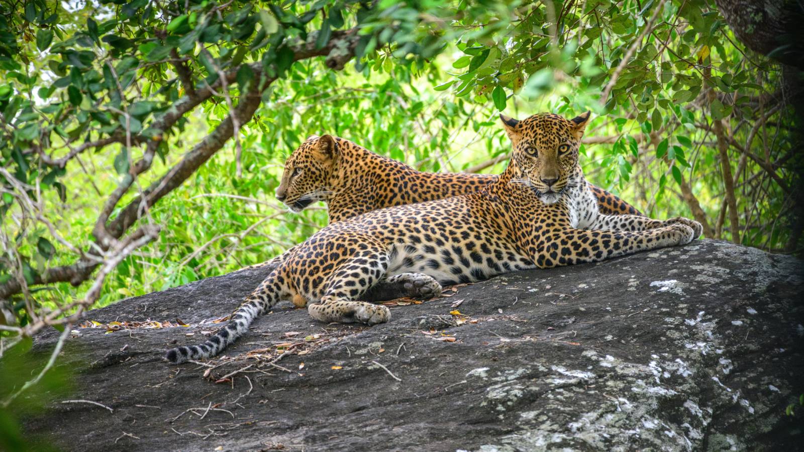 Sri Lanka: The Cultural Triangle and Treasures of the South