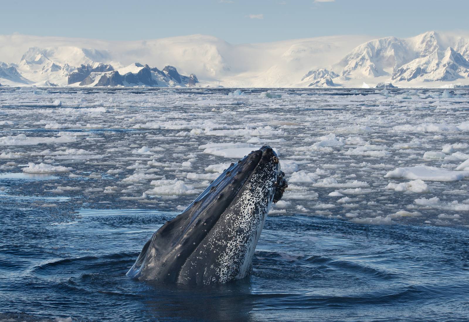 Whale Geography: The Best Places to See Whales