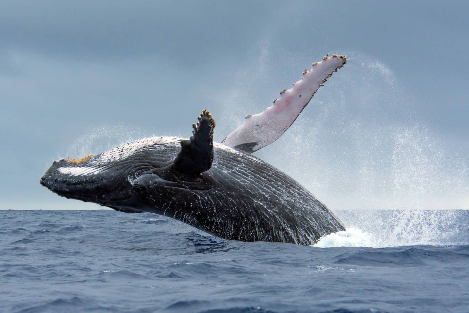 Whale Geography: The Best Places to See Whales