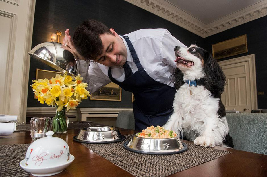 Отели Шоталндии предлагают Вашим домашним питомцам больше, чем просто обед