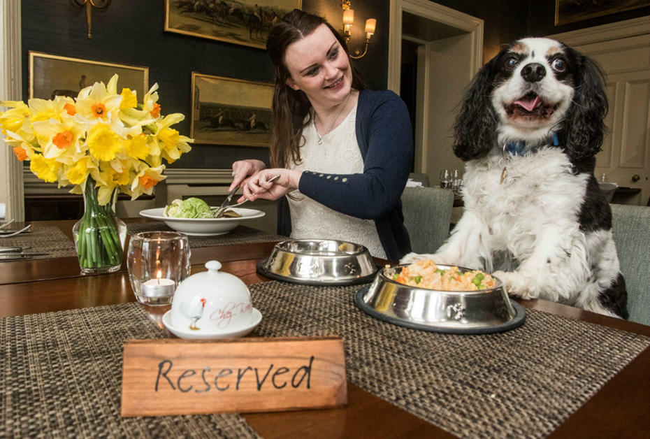 Отели Шоталндии предлагают Вашим домашним питомцам больше, чем просто обед